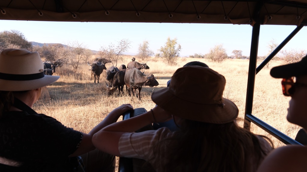 Game drive in Zuid-Afrika