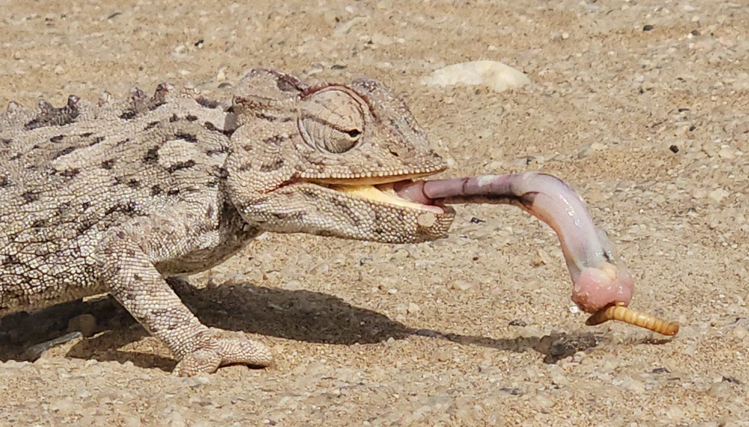 Namaqua kameleon in Namibië