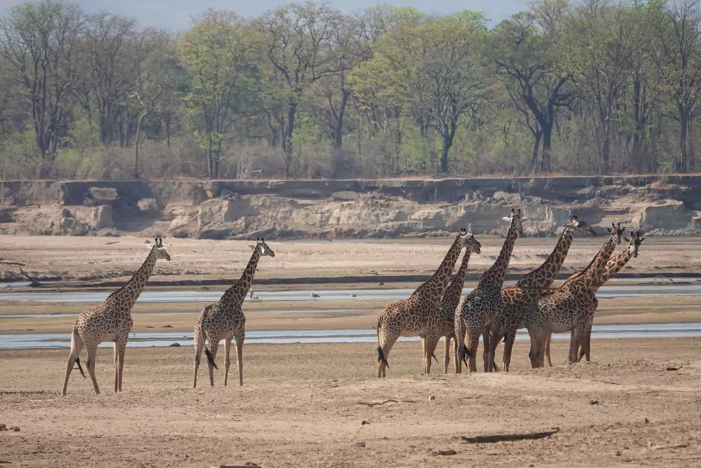 Thornicroft giraffen in Luangwa rivier Zambia